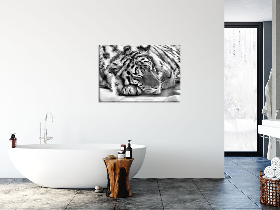 Verschlafener Tiger, Glasbild