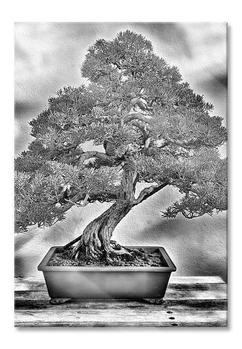 Bonsai Baum, Glasbild