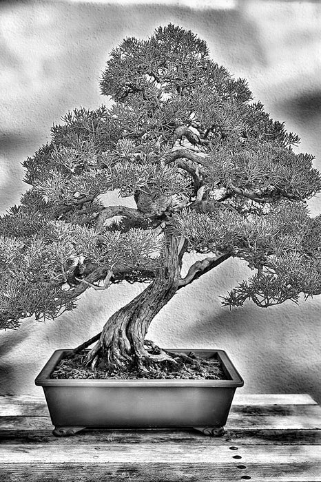 Bonsai Baum, Glasbild