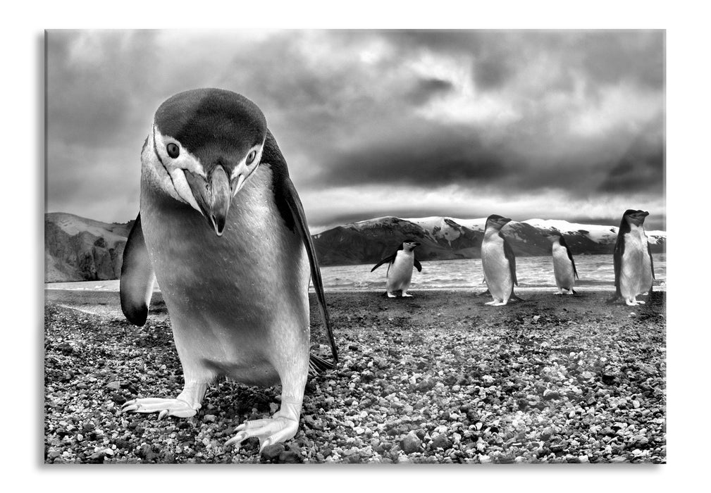 Lustige Pinguine, Glasbild