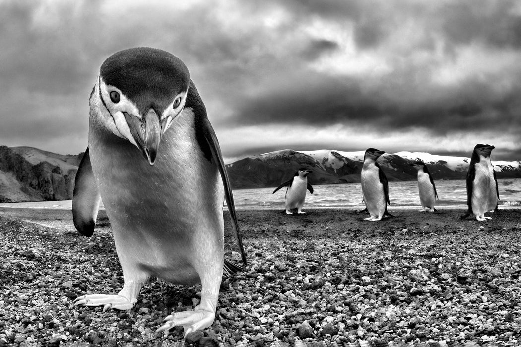 Lustige Pinguine, Glasbild