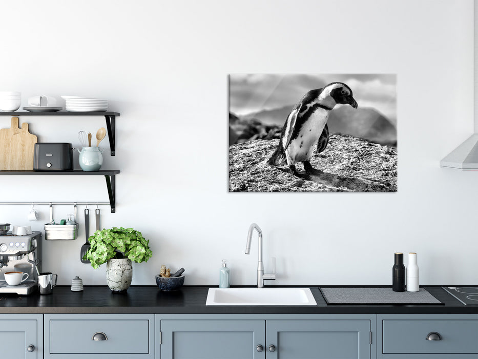 Afrikanischer Pinguin beobachtet, Glasbild