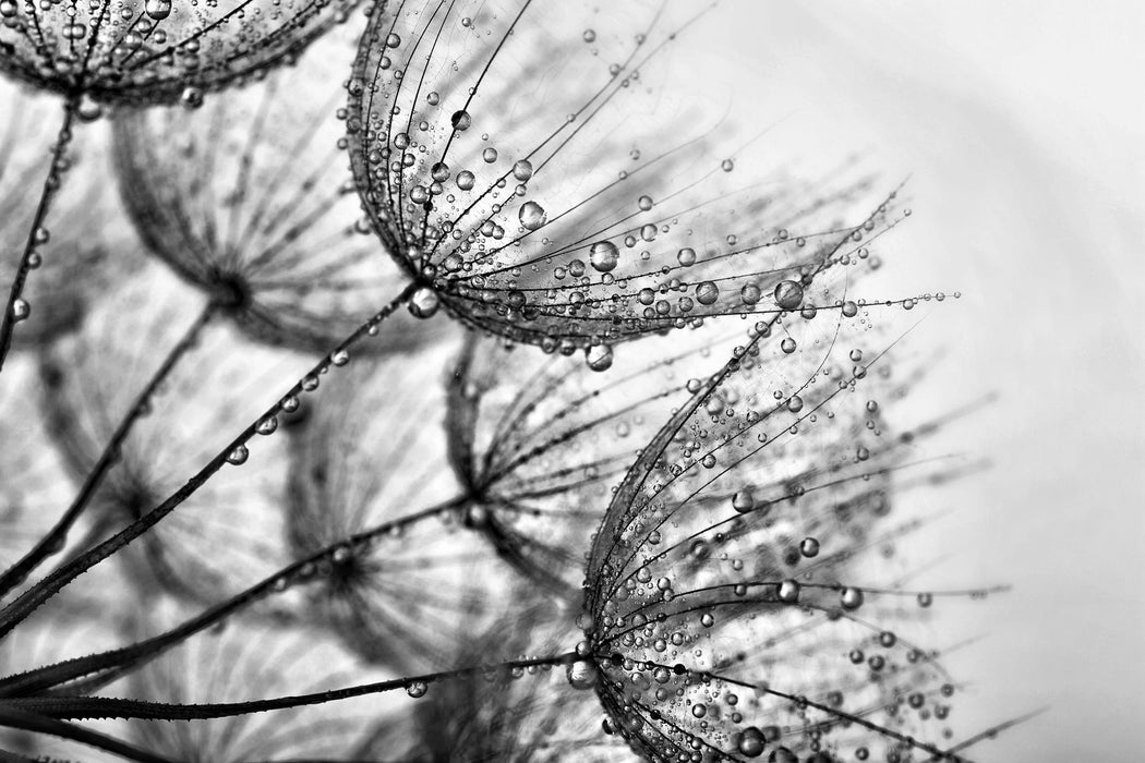 Tropfen bedeckte Pusteblumen, Glasbild