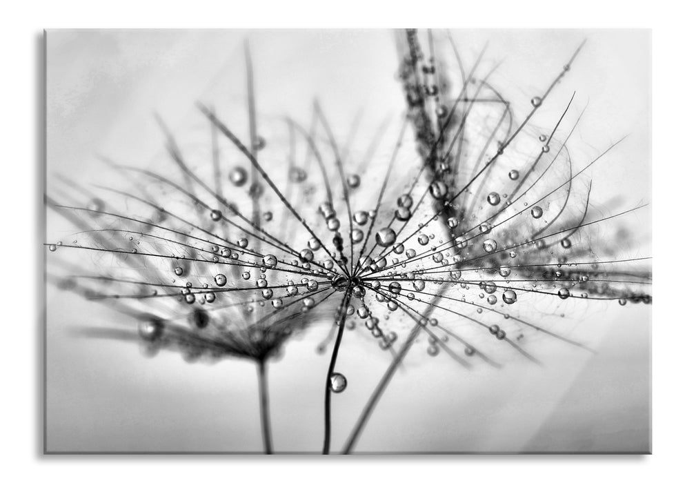 Pixxprint Pusteblume bedeckt mit Tropfen, Glasbild