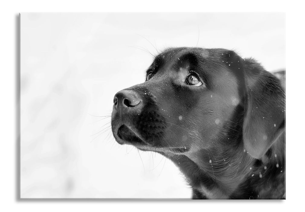 Pixxprint Schwarzer Labrador im Schnee, Glasbild