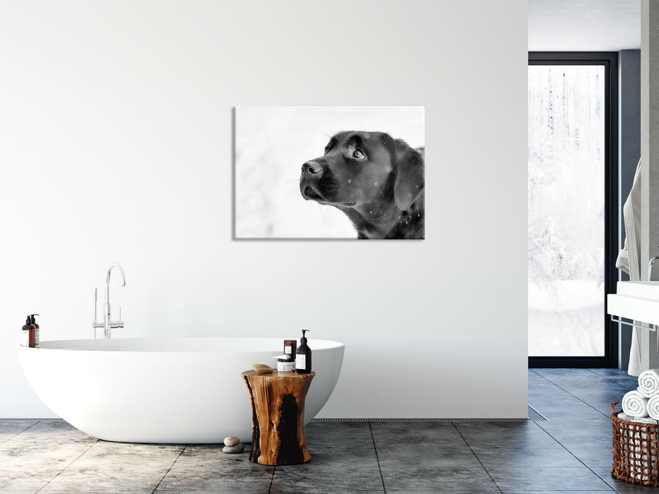 Schwarzer Labrador im Schnee, Glasbild