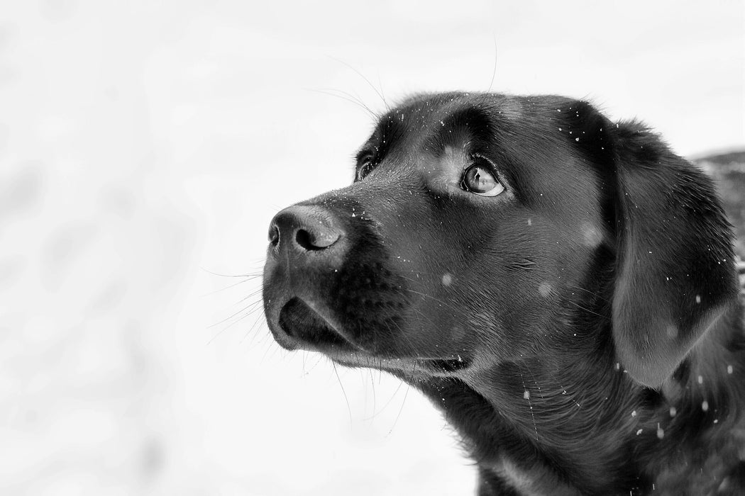 Schwarzer Labrador im Schnee, Glasbild