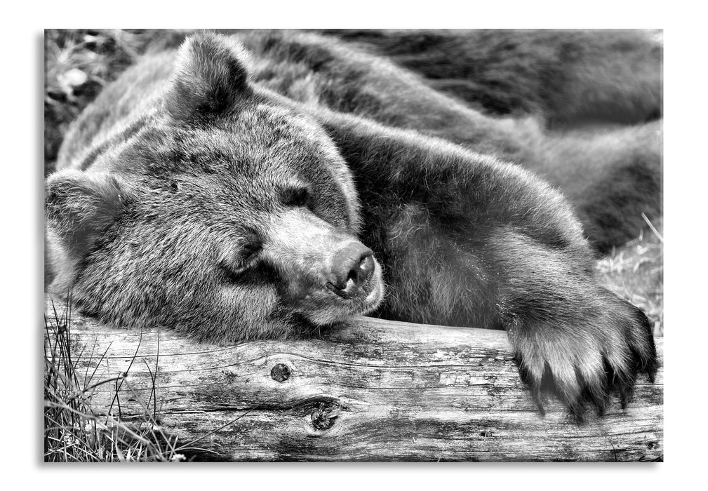 Pixxprint Bär schläft auf Baumstamm, Glasbild