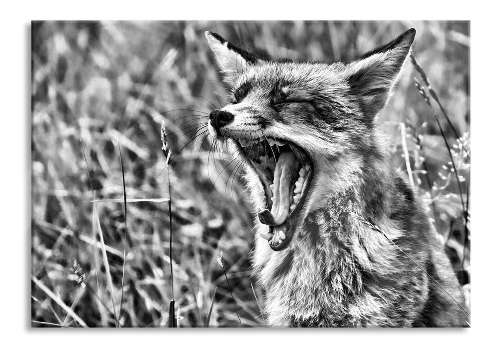 Pixxprint müder Fuchs auf Wildwiese, Glasbild