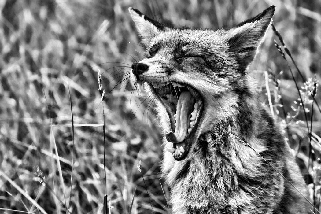 müder Fuchs auf Wildwiese, Glasbild