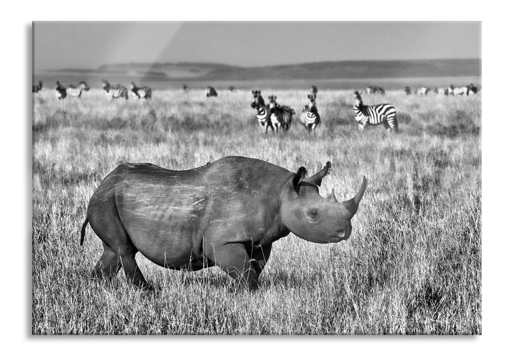 Pixxprint großes Nashorn mit Zebrahorde, Glasbild