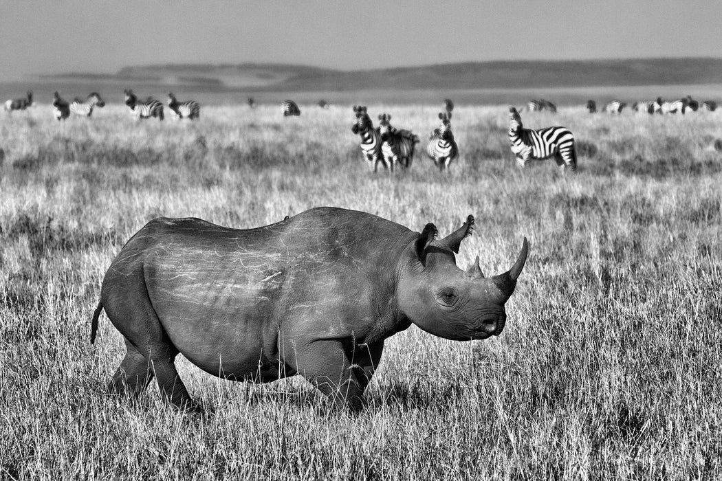 großes Nashorn mit Zebrahorde, Glasbild