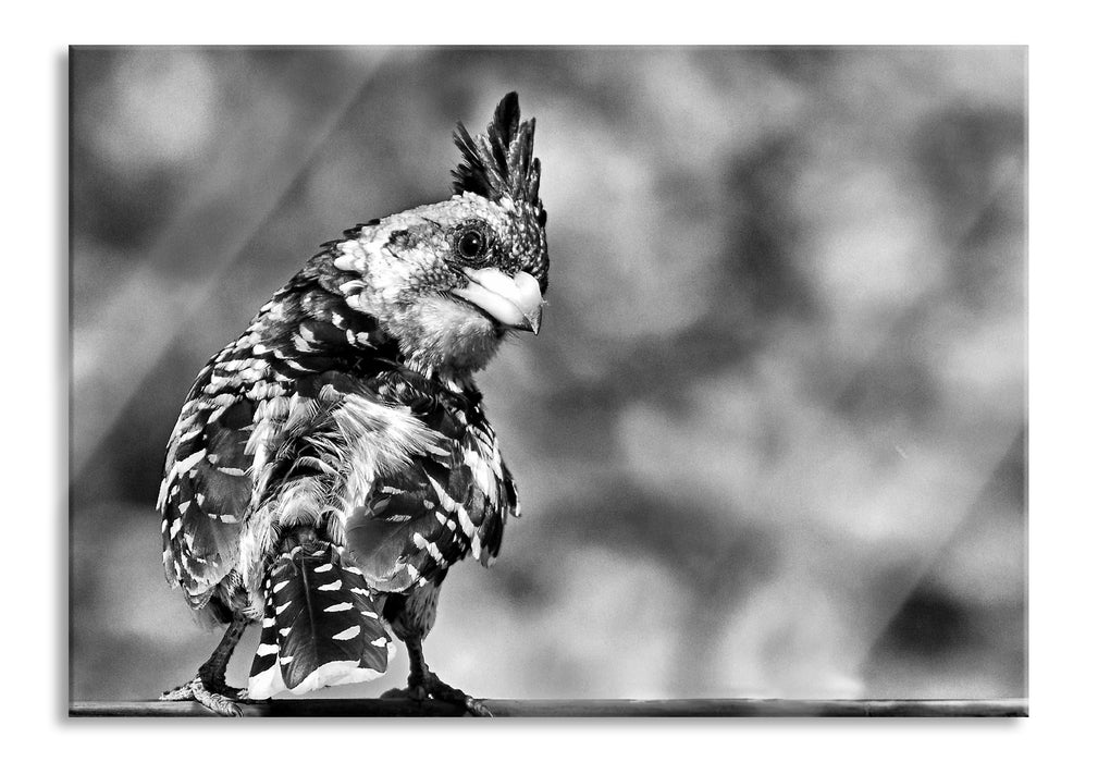 Pixxprint schöner Hauben-Bartvogel, Glasbild