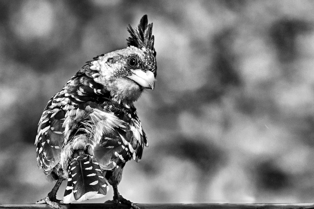 schöner Hauben-Bartvogel, Glasbild