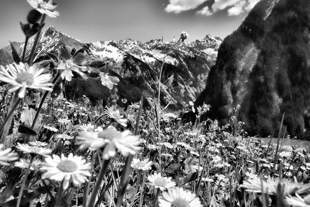 Wunderschöne Blumen Alpenwiese, Glasbild