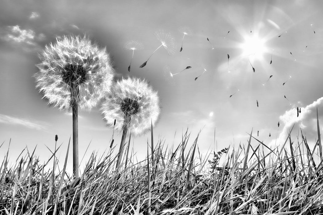 Pusteblumen auf Frühlingswiese, Glasbild