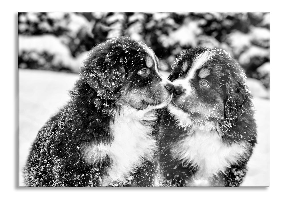 Pixxprint Bernersennen Hunde Welpen, Glasbild