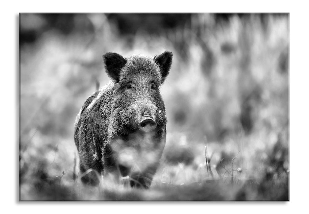 Pixxprint Stolzes Wildschwein im Wald, Glasbild