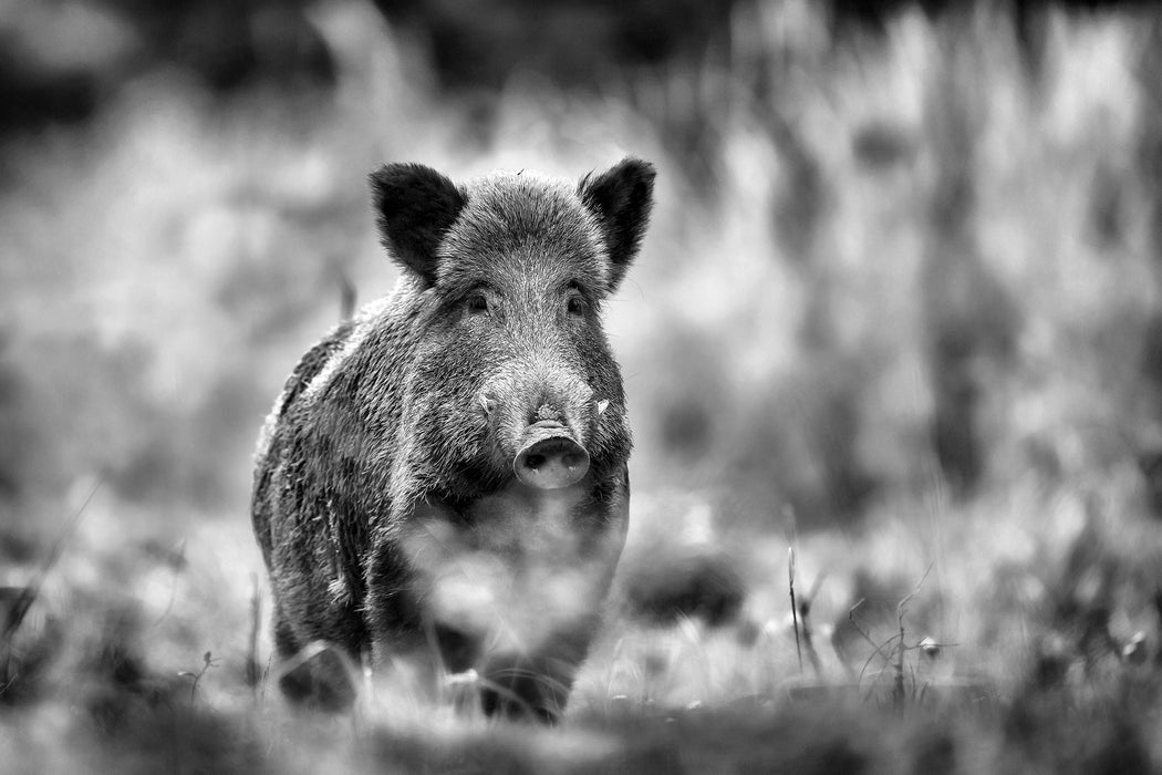 Stolzes Wildschwein im Wald, Glasbild