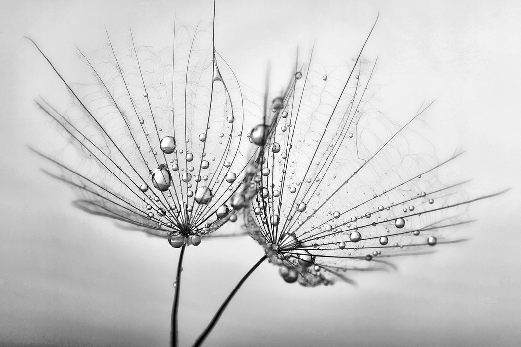 Pusteblumen mit Tautropfen, Glasbild