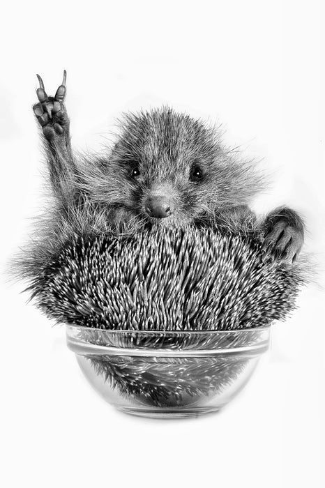 Igel in einer Schüssel Peace, Glasbild