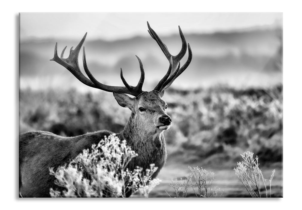 Pixxprint Stolzer Hirsch auf Wiese, Glasbild