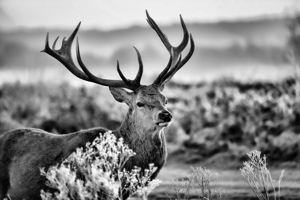 Stolzer Hirsch auf Wiese, Glasbild