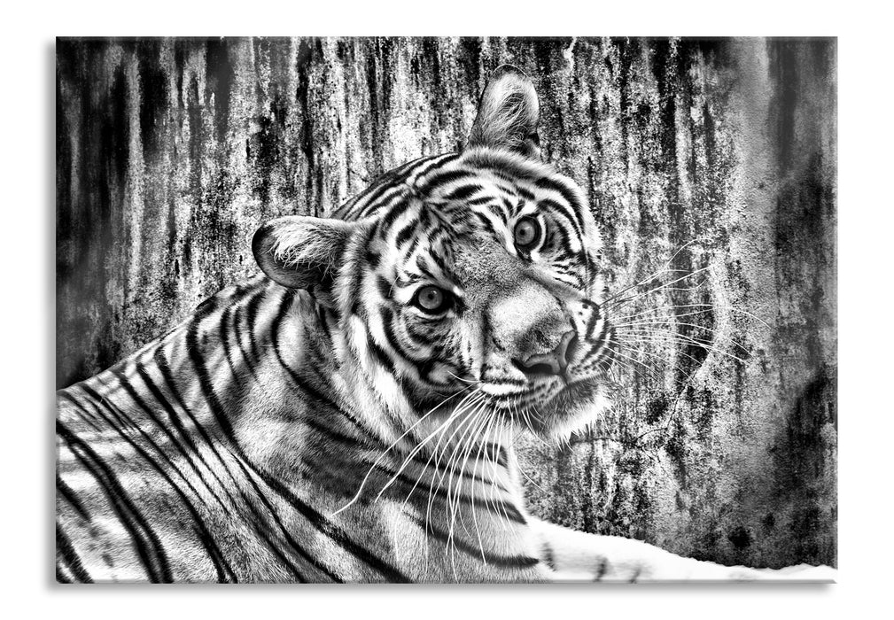 Pixxprint Neugieriger Tiger, Glasbild