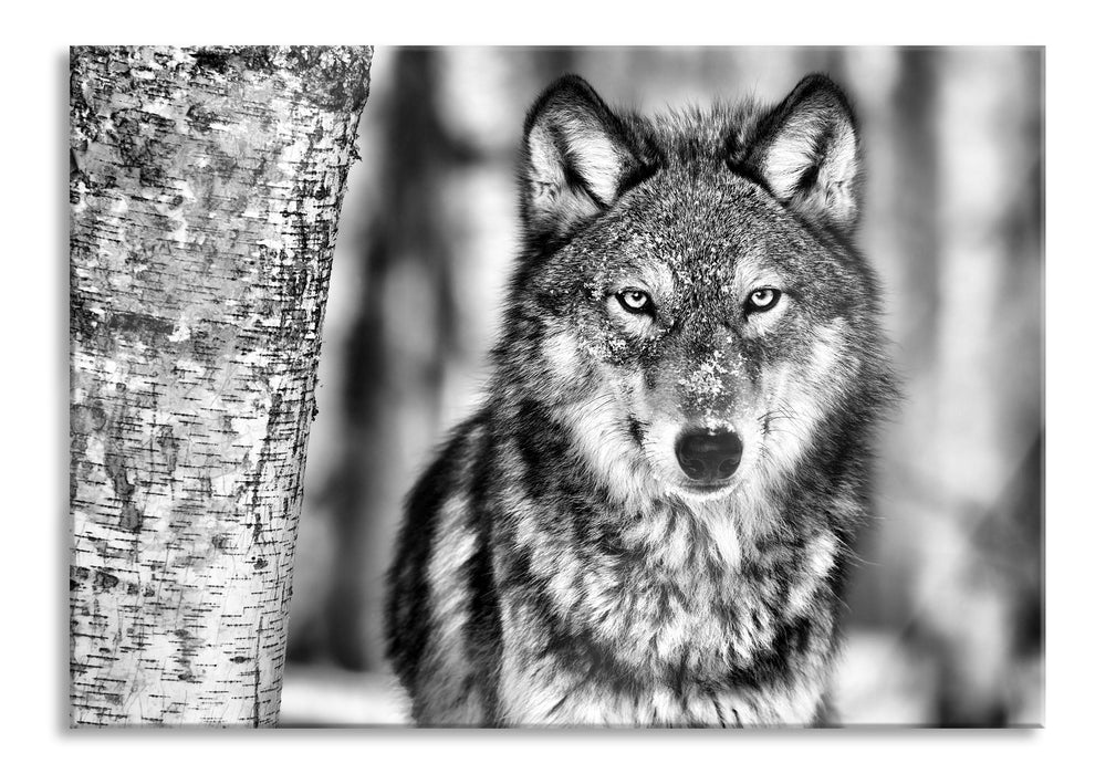 Pixxprint Wachsamer Wolf, Glasbild