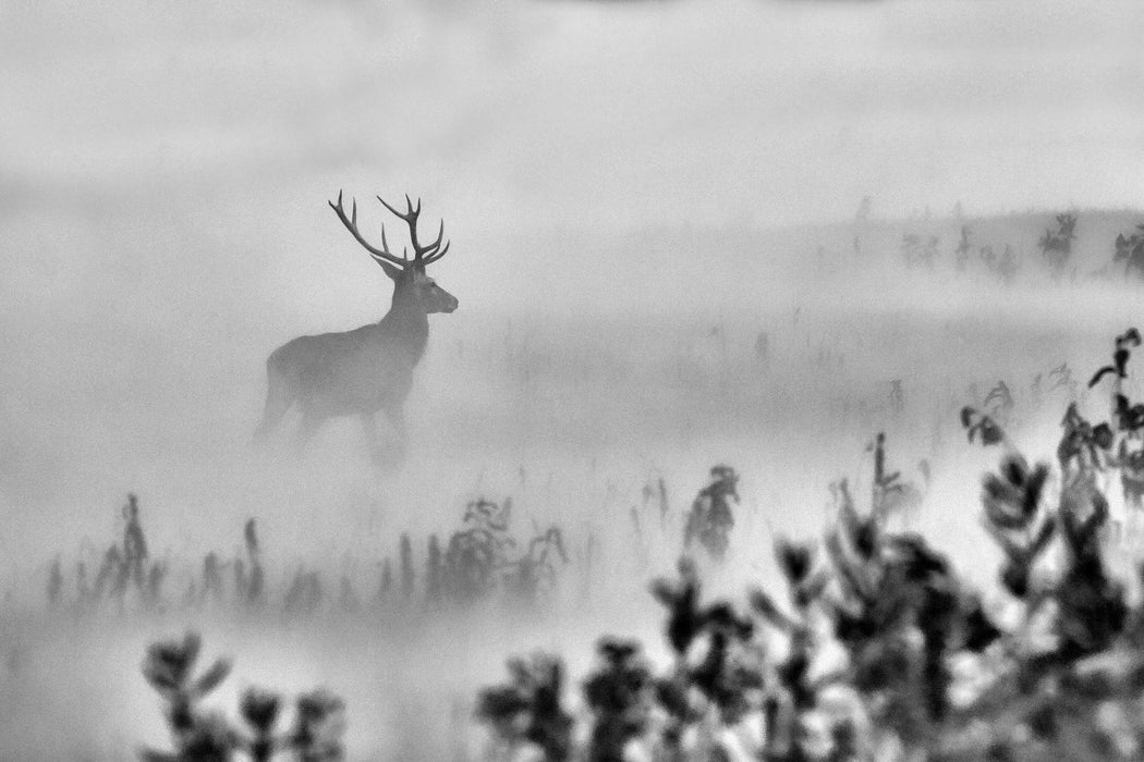 Hirsch im Nebel, Glasbild