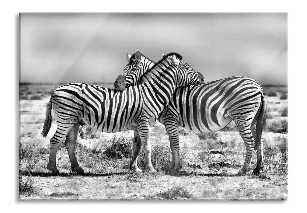 Schmusende Zebras, Glasbild