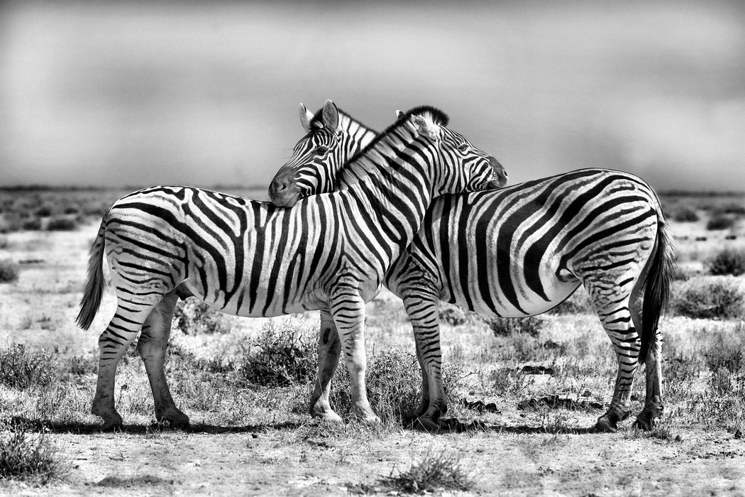 Schmusende Zebras, Glasbild