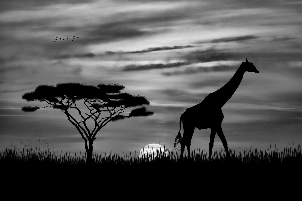 Giraffe im Sonnenuntergang, Glasbild