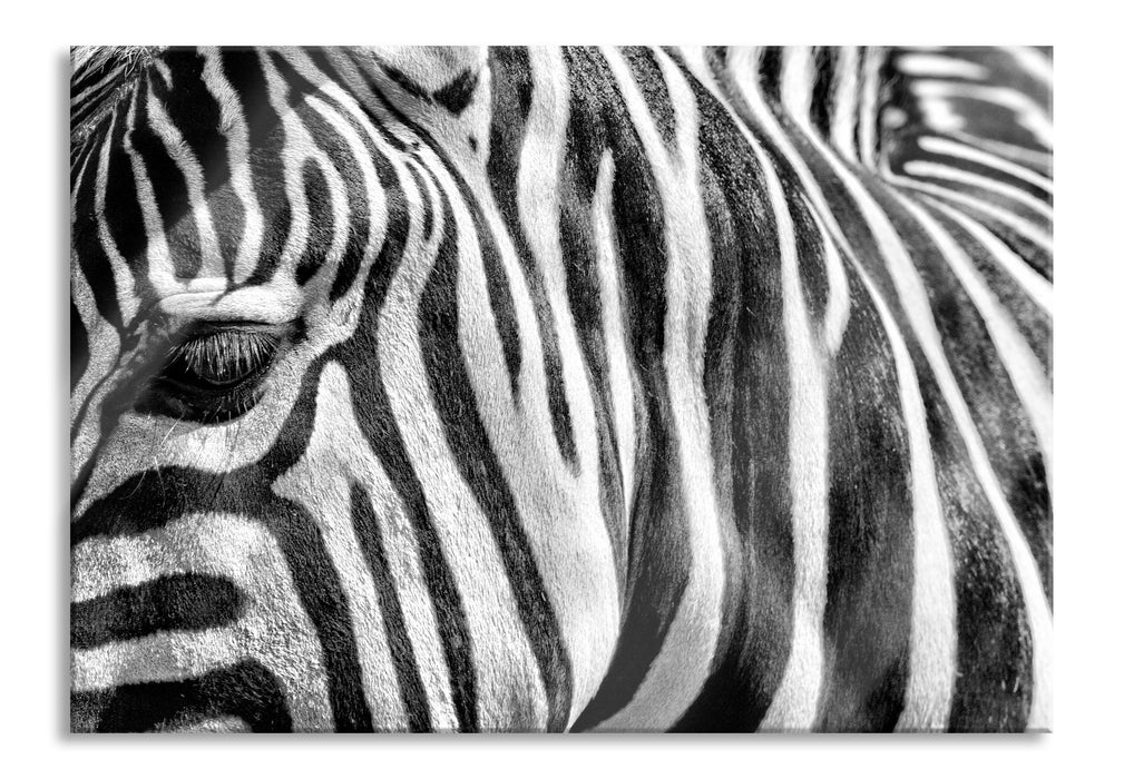 Pixxprint Zebra Porträt, Glasbild