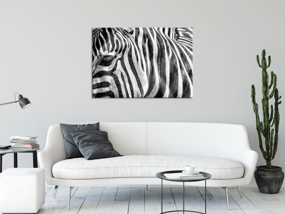 Zebra Porträt, Glasbild