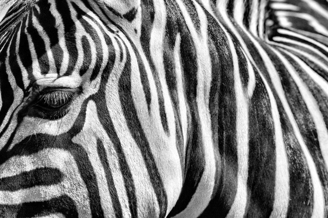 Zebra Porträt, Glasbild