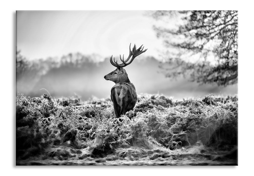 Pixxprint Stolzer Hirsch, Glasbild