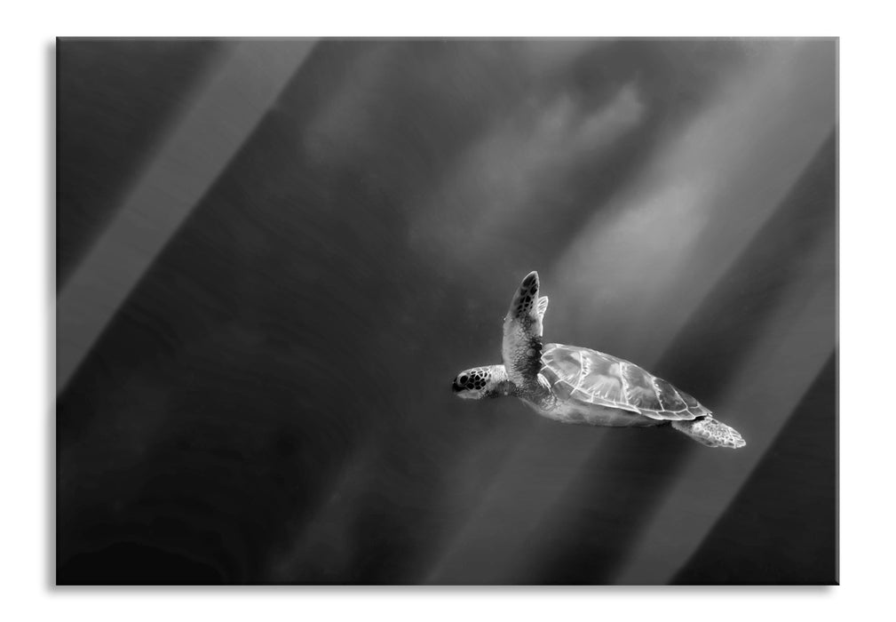 Alte Schildkröte im Meer, Glasbild