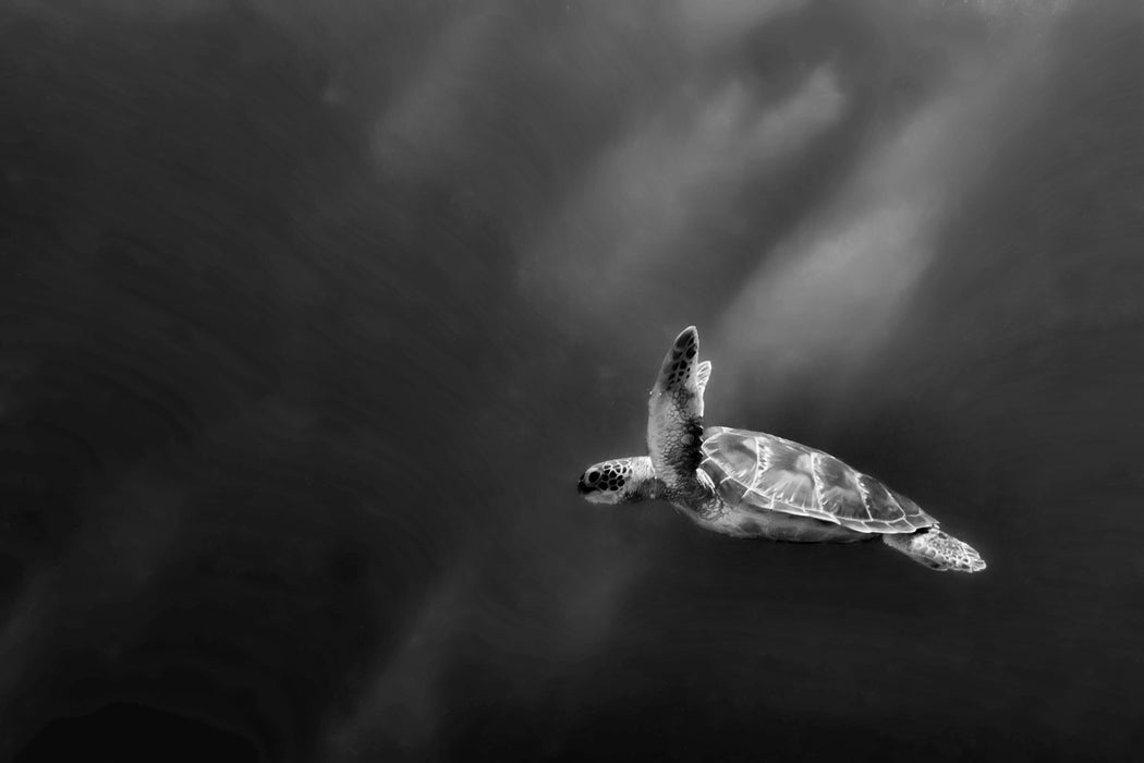 Alte Schildkröte im Meer, Glasbild