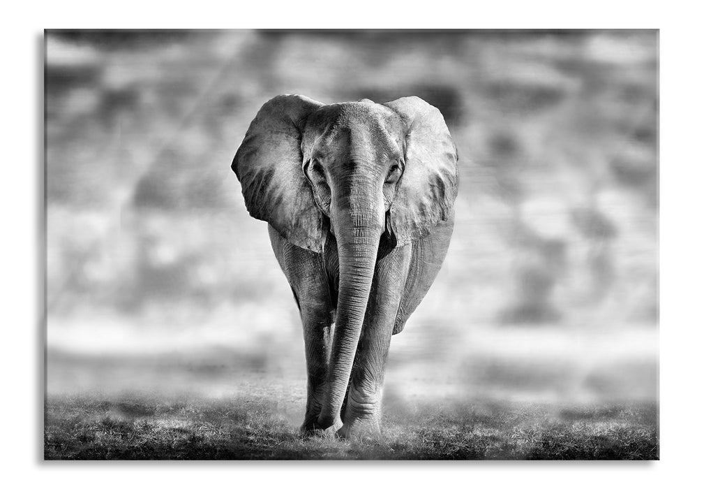 Pixxprint Einsamer Elefant Schwarz-Weiss, Glasbild