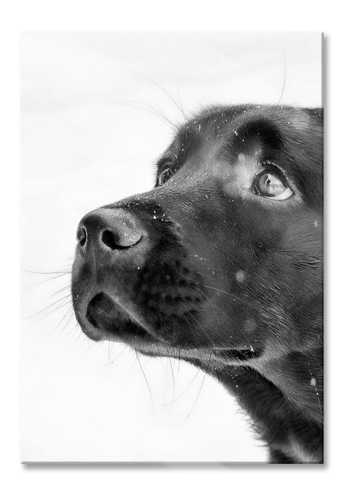 Schwarzer Labrador im Schnee, Glasbild