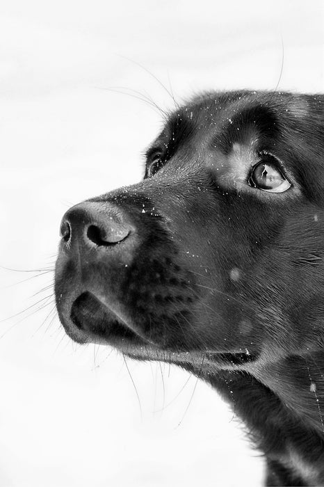 Schwarzer Labrador im Schnee, Glasbild