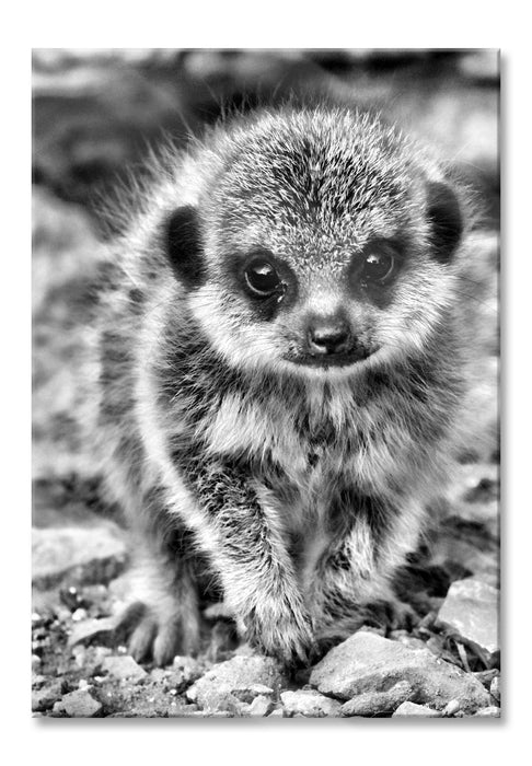 Pixxprint Erdmännchen zwischen Steinen, Glasbild