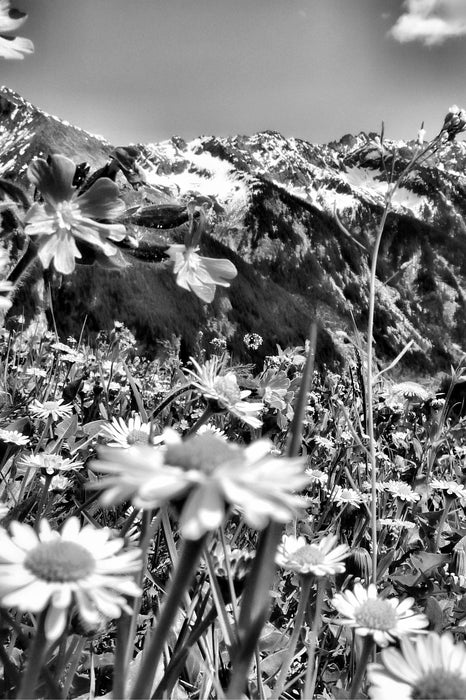 Wunderschöne Blumen Alpenwiese, Glasbild