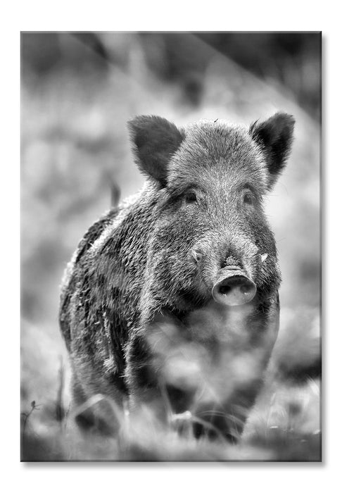 Pixxprint Wildschwein auf Wiese, Glasbild