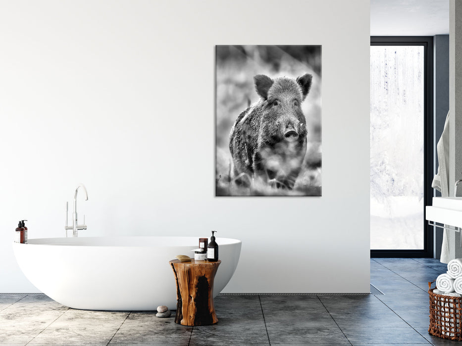 Wildschwein auf Wiese, Glasbild