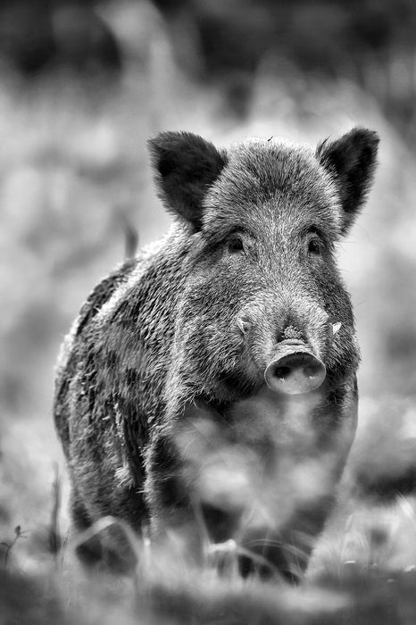 Wildschwein auf Wiese, Glasbild