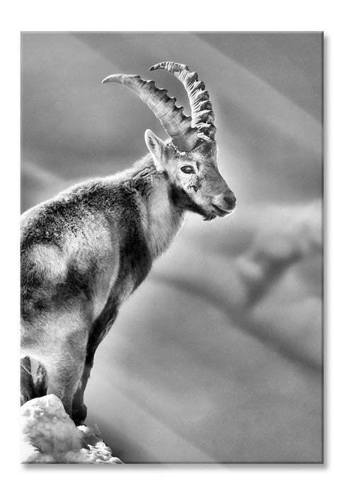 Pixxprint Steinbock im Schnee, Glasbild