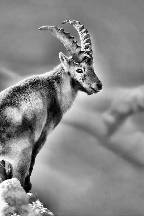 Steinbock im Schnee, Glasbild