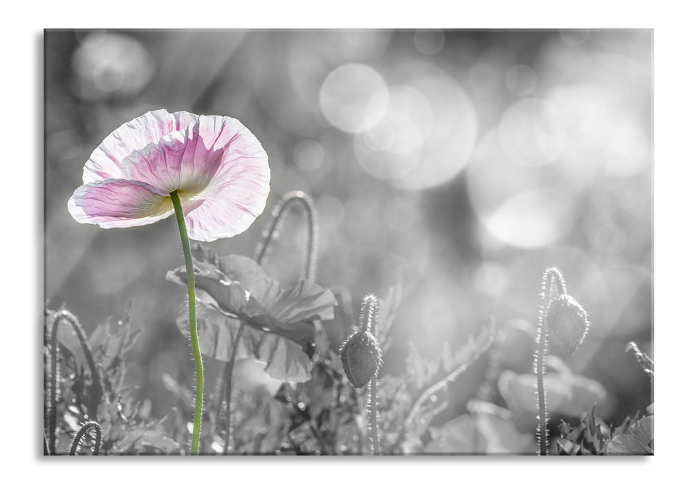 Kalifornischer Mohn im Frühling, Glasbild